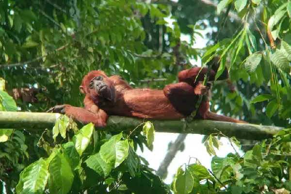 Monkey amazon rainforest