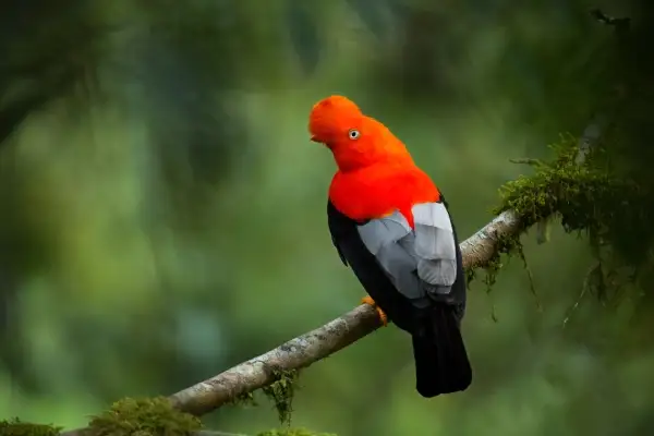 Bird watching day trip in Mindo Cloud Forest, Ecuador — Andean cock-of-the-rock tour from Quito