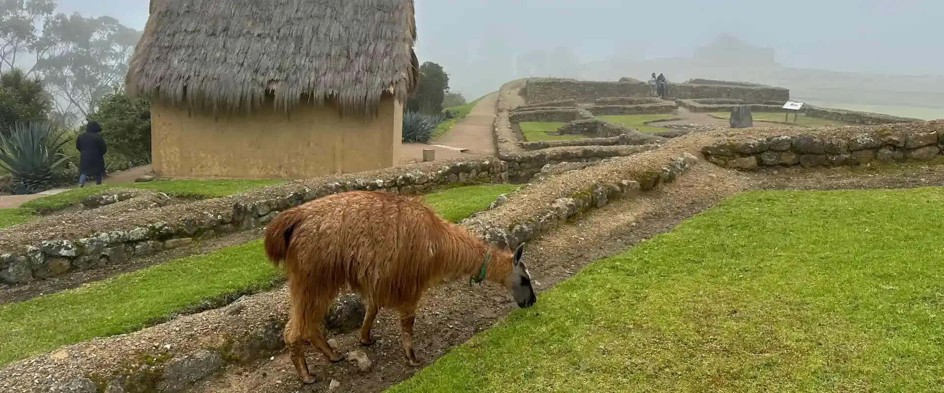Difference Between Llamas and Alpacas in the Andes