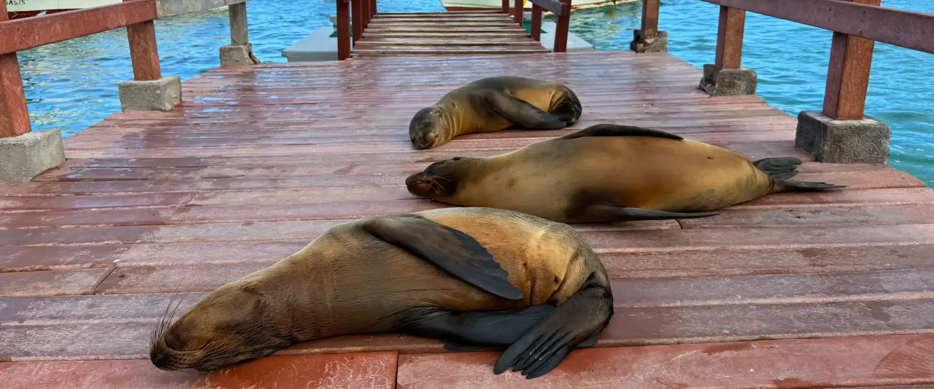 Three Galapagos sea lions asleep on a wooden dock