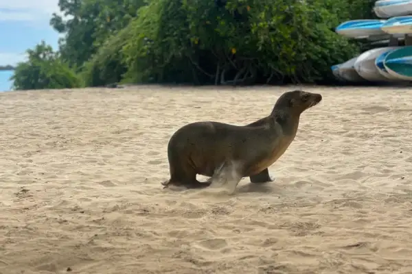 Sea lions resting on a Galapagos beach, 5 day Galapagos tour on Isabela Island