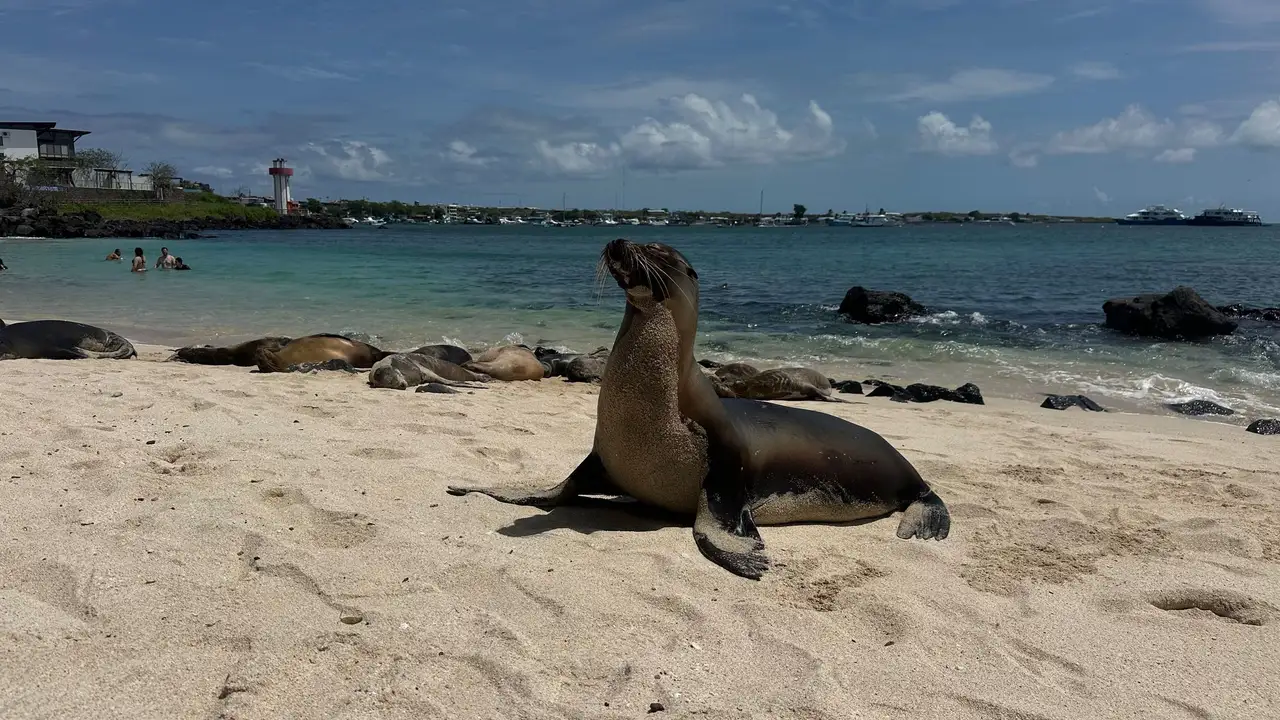 A Galápagos sea lion on the sand at Playa Mann, San Cristóbal