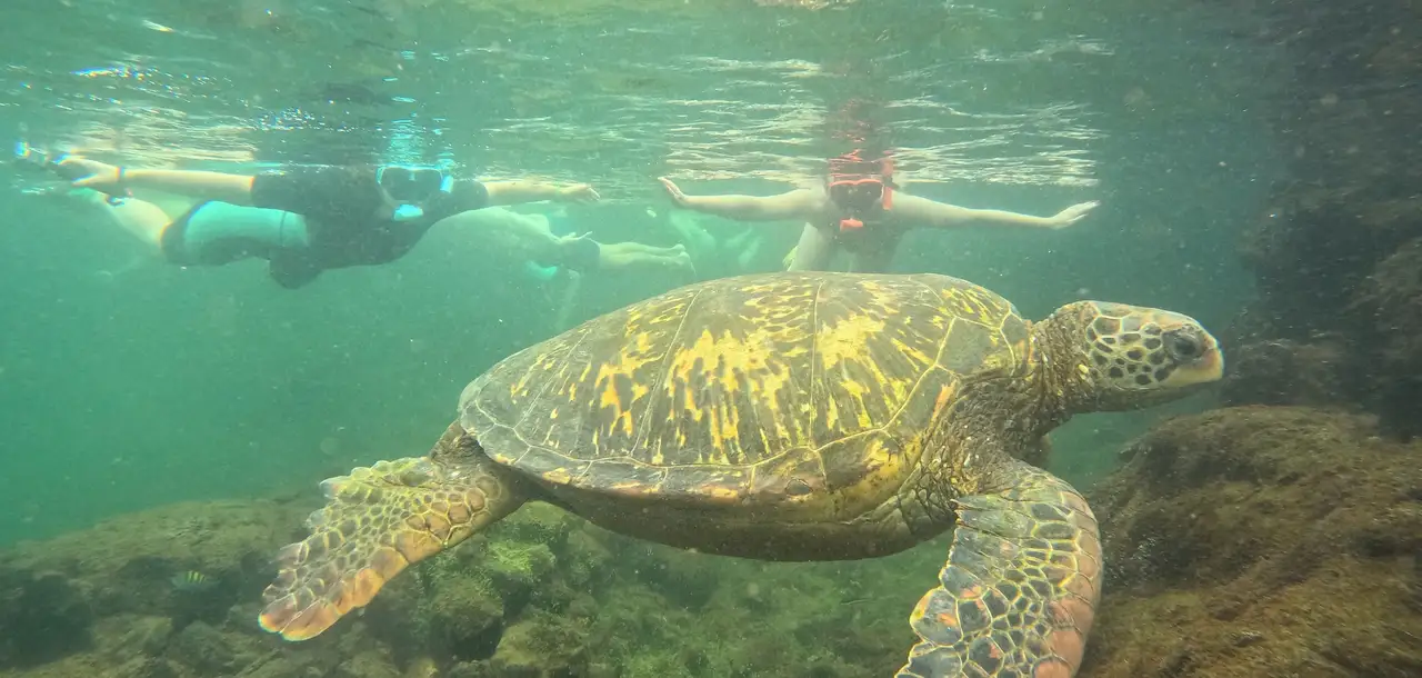 A green sea turtle swimming below two snorkelers in the Galápagos