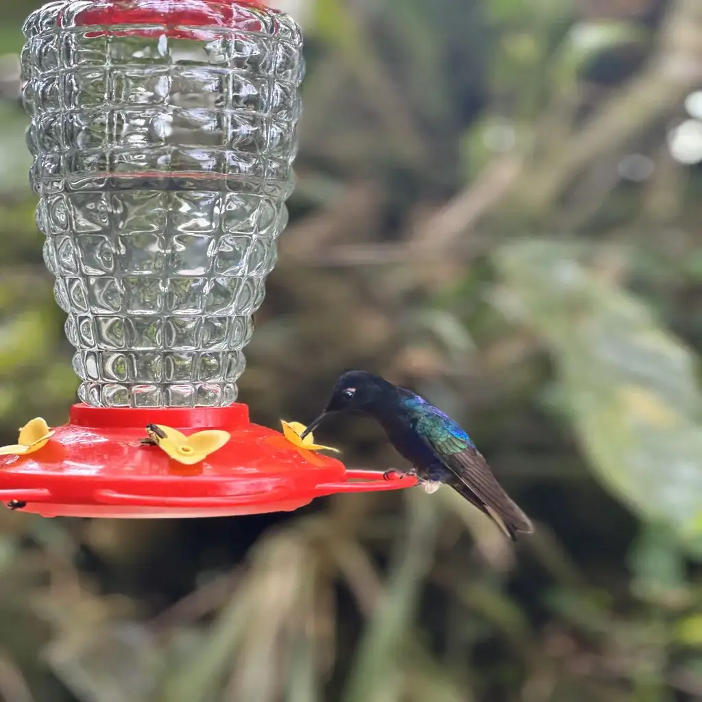 Mindo Ecuador: consejos de fotografía en el bosque nuboso