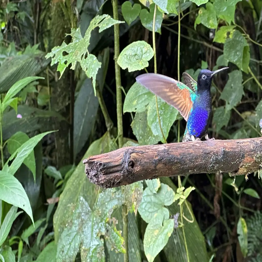 Colibrí de plumaje azul violeta con las alas extendidas sobre una rama en Mindo