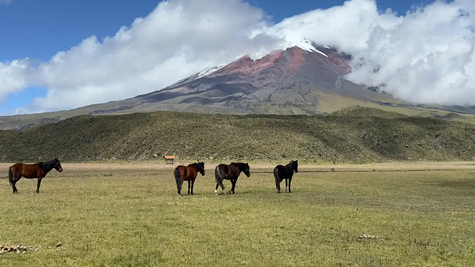 Caballos salvajes pastando en el páramo abierto bajo el cono nevado del volcán Cotopaxi